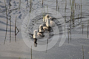 4 signets swimming in a line.