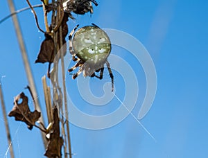 4-spotted orb spider