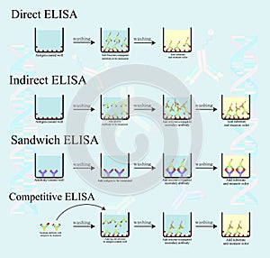 4 Type ELISA infographic concept