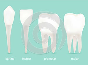 4 Types of Teeth. In your mouth.