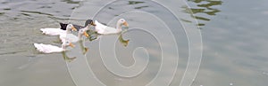 4 white ducks and a black duck swimming in a lake