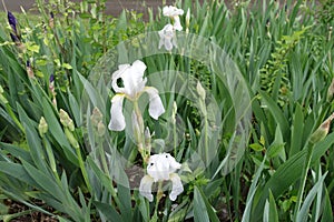 4 white flowers of bearded irises