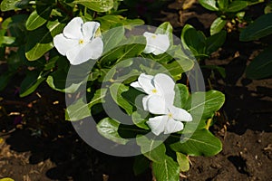 4 white flowers of Catharanthus roseus in September