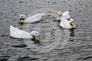4 white pekin ducks swimming on a cold lake in winter