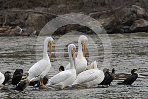4 white pelicans and some cormorants hanging out in a river