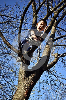 4 year old boy on the tree has problem to come down from tree