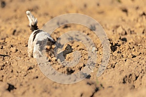 4 years old Jack Rusell Terrier dog is following a trail on a  field