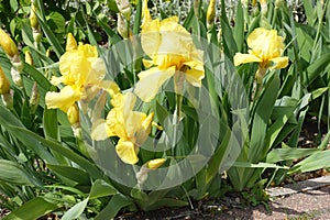 4 yellow flowers and buds of Iris germanica in May