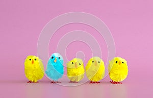 4 yellow toy Easter chicks and 1 turquoise chick in a row