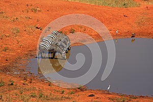 4 Zebra at a waterhole