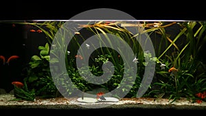 400 litres fresh water tank with fishes eating cucumber, Pterophyllum scalare fishes white scalare, aquarium fresh water tank