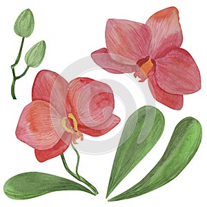 4051 orhid, Watercolor illustration, orchid flowers, isolate on a white background