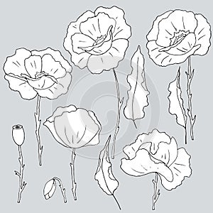 433 poppies, vector illustration, isolate on gray background