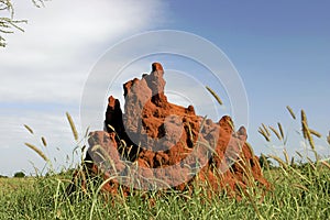 46 Termite Mound