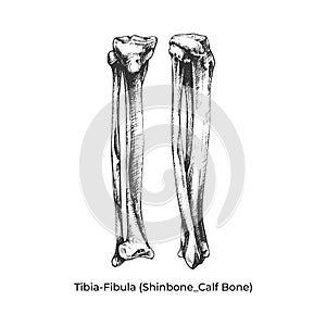 481_Tibia-Fibula Shinbone_Calf Bone