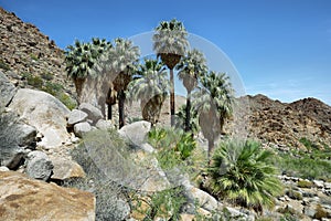 49 palms Oasis in Joshua Tree National Park