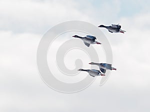 4gray geese flying side by side in blue sky