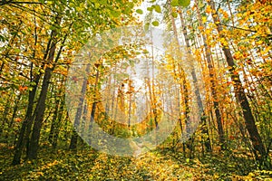 4K 5K Change Season From Green Summer To Yellow Colors of Autumn Forest Landscape. Sunset Time lapse Timelapse Beautiful