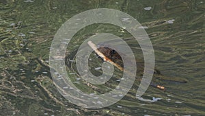 A 4K 60p clip of a beaver swimming with a large branch in the lamar river of yellowstone national park