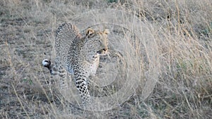 a 4K 60p clip of a leopard approaching and walking to the right at masai mara national reserve