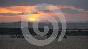 a 4K 60p clip of zebra feeding sunset at masai mara national reserve