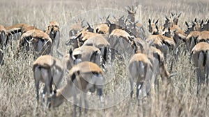 a 4K 60p close shot of a gazelle herd at serengeti national park