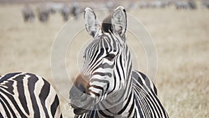 4K 60p close shot of a zebra feeding at ngorongoro crater