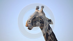 4K 60p close up of a giraffe chewing at arusha national park