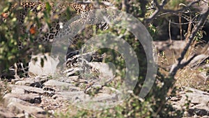 4K 60p close up tracking clip of leopard walking behind bushes at masai mara