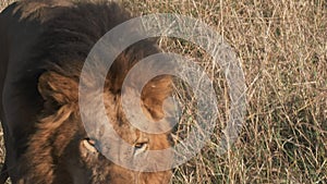 4K 60p extreme close up of a magnificent male lion approaching at masai mara national reserve