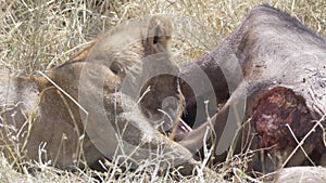 4K 60p shot of a lion biting on a buffalo kill at serengeti national park