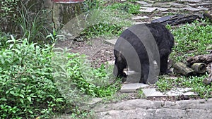 4k An adult Formosa Black Bear Pooping at a day hot summer on the zoo