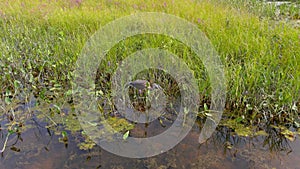 4K aerial clip of a blue heron eating a frog