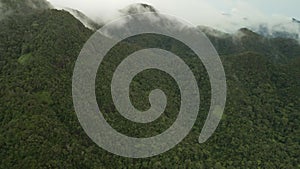 4K Aerial drone footage of Mountain rain forest with mist