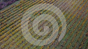4K aerial drone view footage about old, grape capital lines
