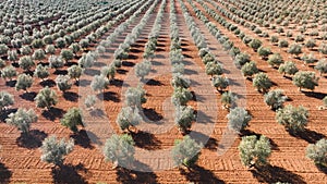 4k Aerial drone view of Olive tree fiel for the production of olive oil