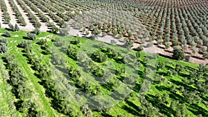 4k Aerial drone view of Olive tree fiel for the production of olive oil