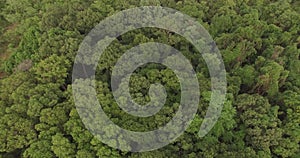 4K aerial of flying over a beautiful green forest in a rural landscape, India