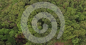 4K aerial of flying over a beautiful green forest in a rural landscape, India