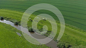 4K Aerial Footage of a herd of horses galloping alongside a river in Yorkshire, England, Summer 2019. Taken on a Drone.
