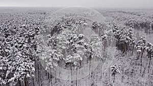 4k. Aerial picturesque frozen forest with snow covered spruce and pine trees. Top view flyover winter woodland at