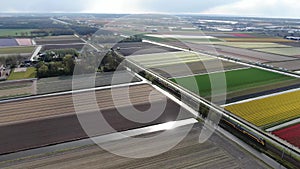 4k aerial video of intercity train driving through dutch agricultural landscape with colorful tulip fields in spring