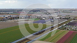 4k aerial video of sprinter train driving through dutch agricultural landscape with colorful tulip fields in spring