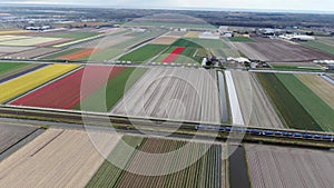 4k aerial video of sprinter train driving through dutch agricultural landscape with colorful tulip fields in spring