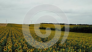 4K aerial view of sunflowers in summer evening day. Agriculture. Aerial view