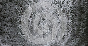 4k. Aerial view on winter Natural Tunnel of Love with Railway Road. Klevan, Ukraine. picturesque frozen forest with snow