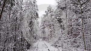 4k. Aerial view on winter Natural Tunnel of Love with Railway Road. Klevan, Ukraine. picturesque frozen forest with snow covered s