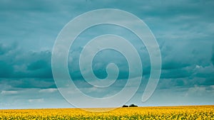 4K Agricultural And Weather Forecast Concept. Cloudy Rainy Sky. Dark Storm Clouds Above flowering yellow canola colza in