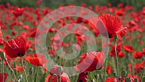 4K Agriculture Wheat Harvest in Poppy Field Sunset, Red Flowers, Rye View Cereal