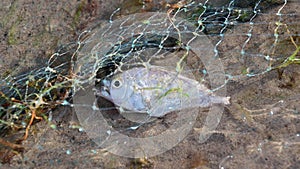 4K Alive of small fish stuck in a big fishing net